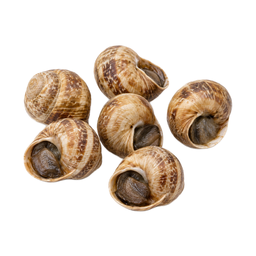 Illustration of Mollusks, snail, raw