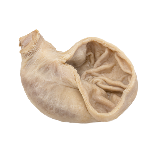 Illustration of Pork, fresh, variety meats and by-products, stomach, cooked, simmered