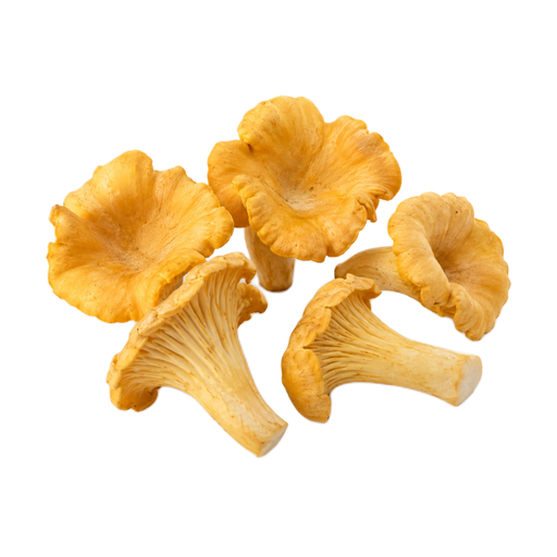 Illustration of Mushrooms, Chanterelle, raw