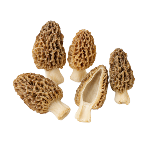 Illustration of Mushrooms, morel, raw