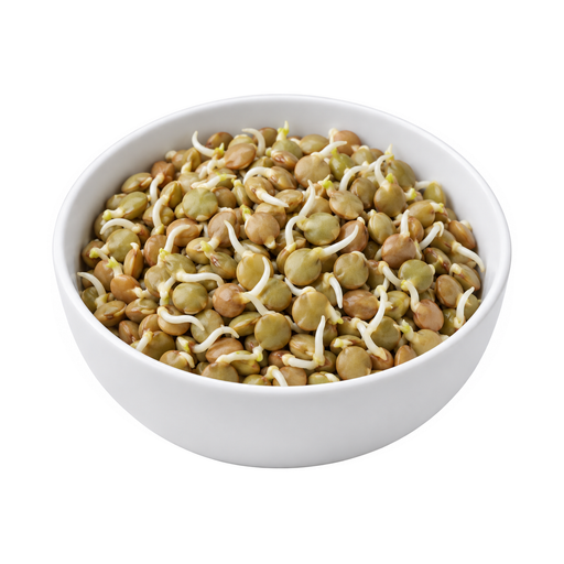 Illustration of Lentils, sprouted, raw