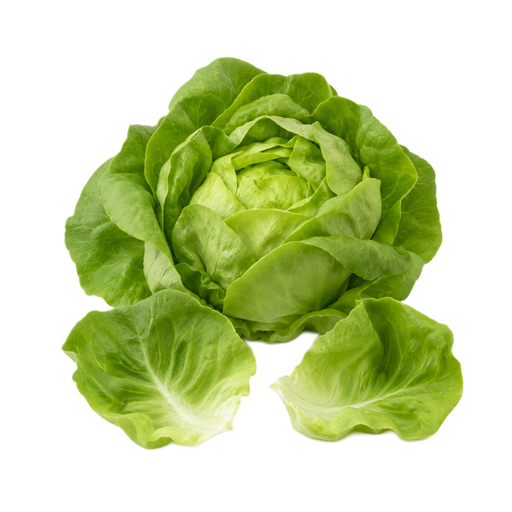 Illustration of Lettuce, butterhead (includes boston and bibb types), raw