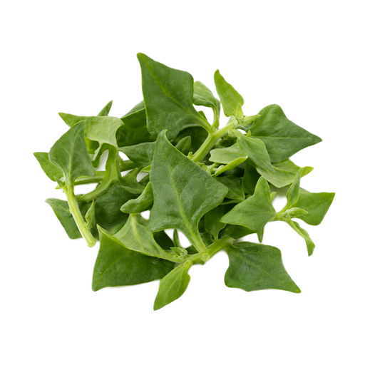 Illustration of New Zealand spinach, raw