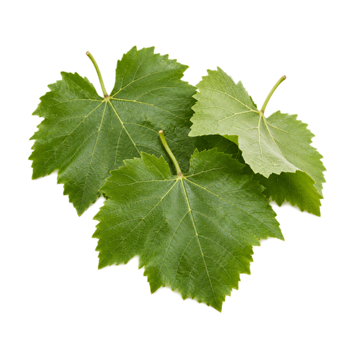 Illustration of Grape leaves, raw
