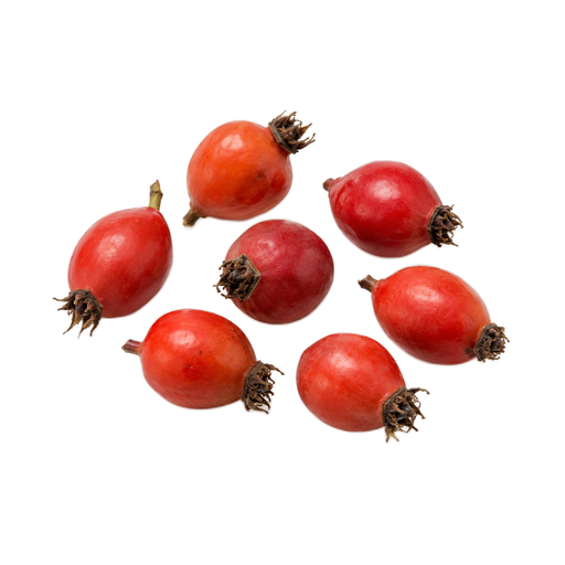 Illustration of Rose Hips, wild (Northern Plains Indians)