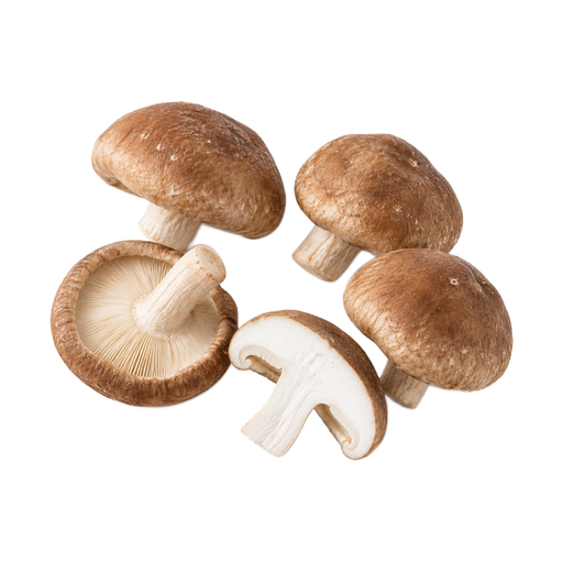 Illustration of Mushrooms, shiitake, raw