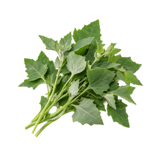 Illustration of Lambsquarters, raw