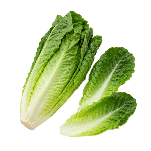 Illustration of Lettuce, cos or romaine, raw