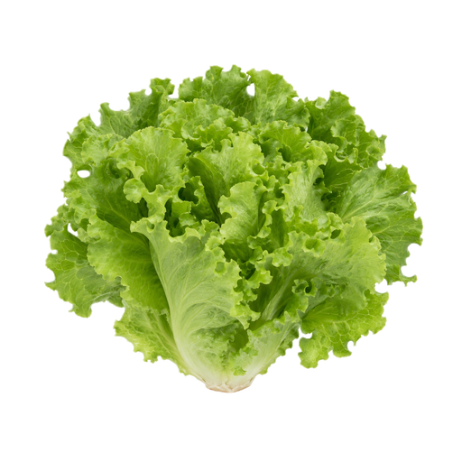 Illustration of Lettuce, green leaf, raw