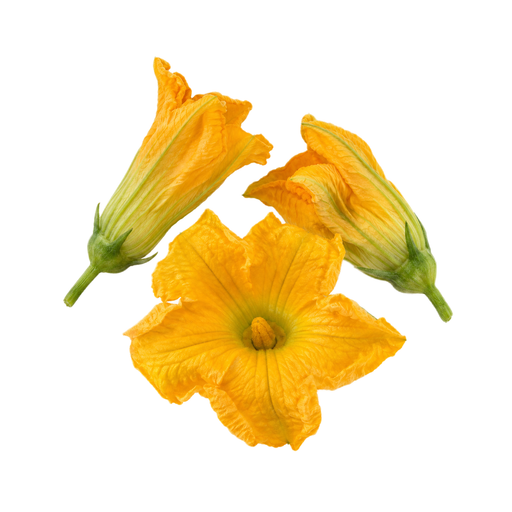 Illustration of Pumpkin flowers, raw