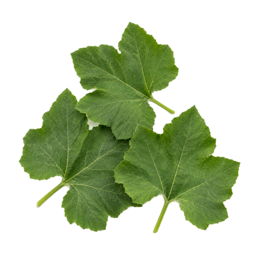Illustration of Pumpkin leaves, raw