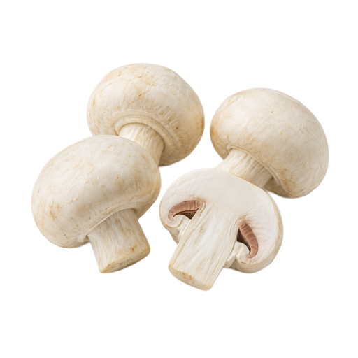 Illustration of Mushroom, white, exposed to ultraviolet light, raw