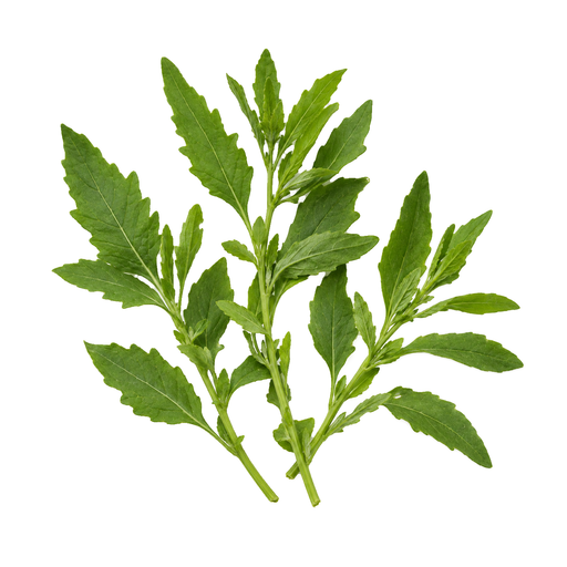 Illustration of Epazote, raw