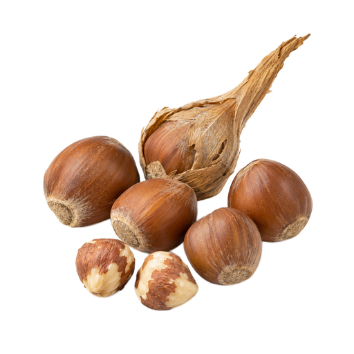 Illustration of Hazelnuts, beaked (Northern Plains Indians)
