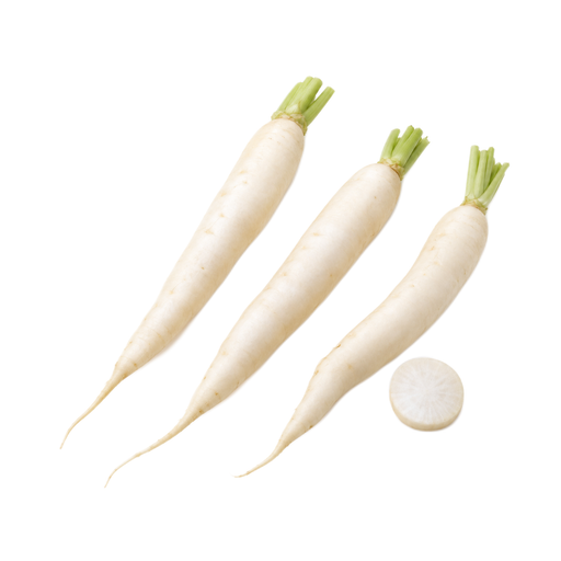 Illustration of Radishes, white icicle, raw