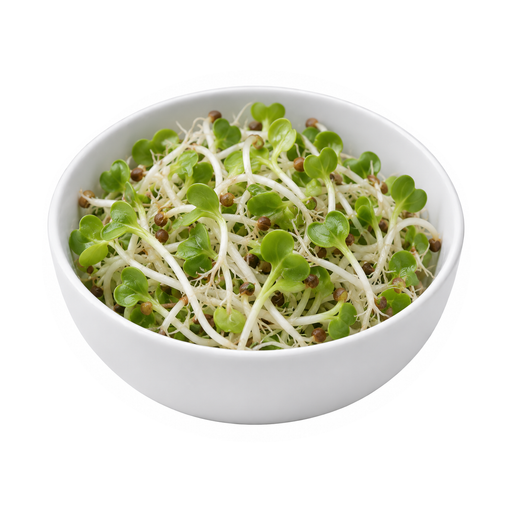 Illustration of Radish seeds, sprouted, raw