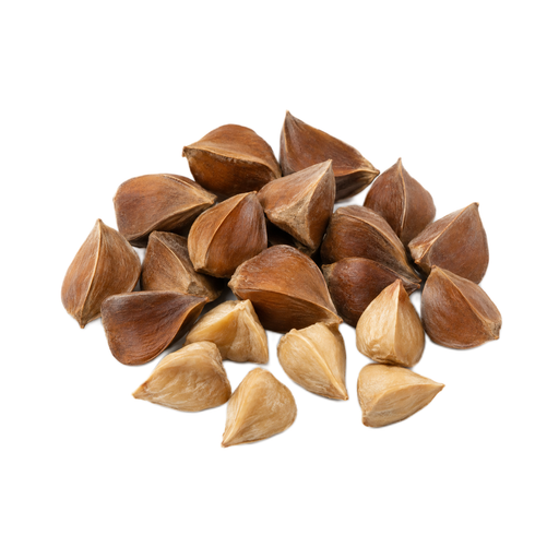 Illustration of Nuts, beechnuts, dried
