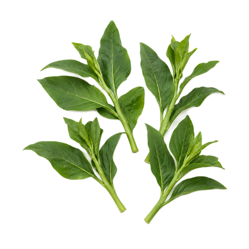 Illustration of Pokeberry shoots, (poke), raw