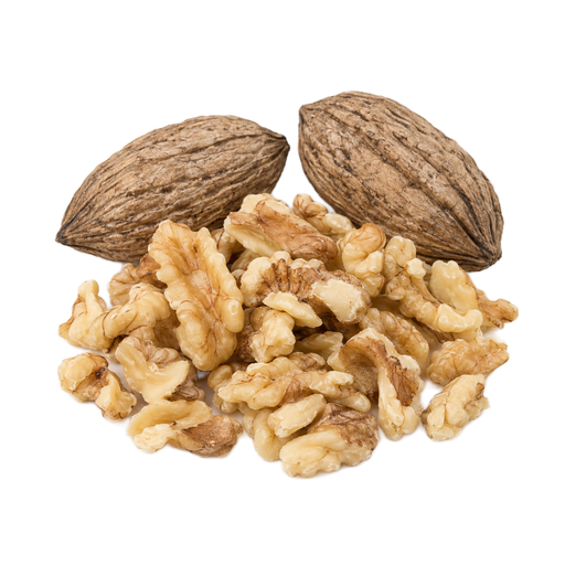 Illustration of Nuts, butternuts, dried