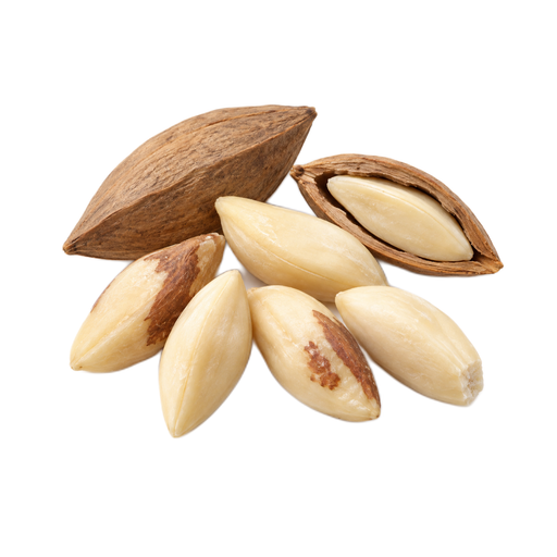 Illustration of Nuts, pilinuts, dried