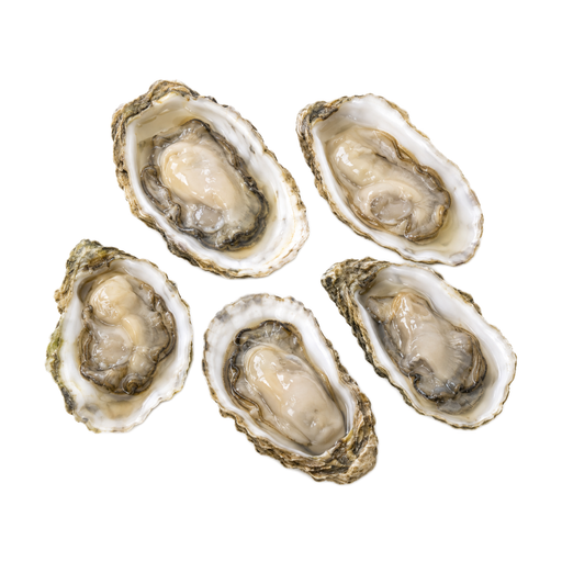Illustration of Mollusks, oyster, eastern, wild, raw