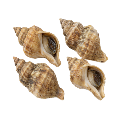 Illustration of Mollusks, whelk, unspecified, raw