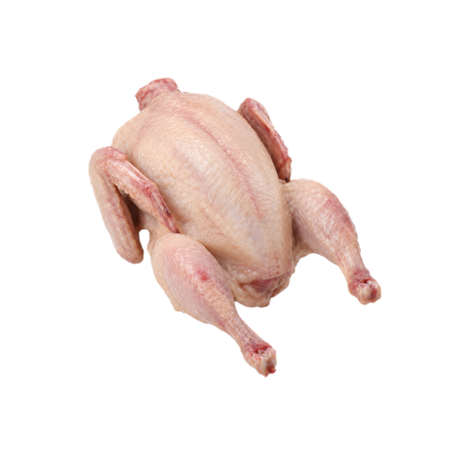 Illustration of Quail, meat and skin, raw
