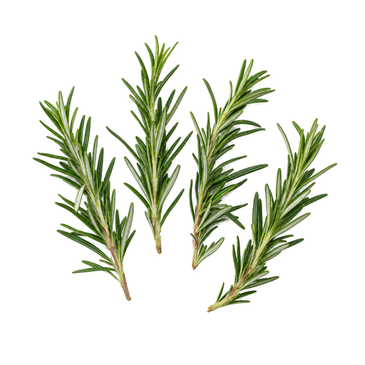 Illustration of Rosemary, fresh