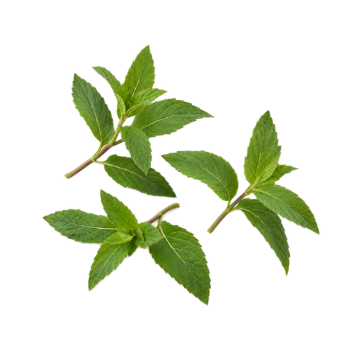 Illustration of Peppermint, fresh