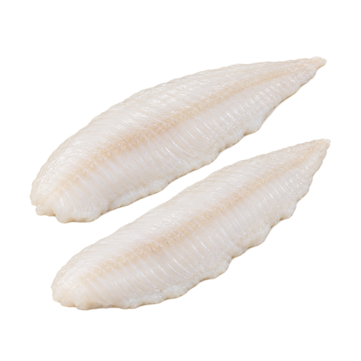 Illustration of Fish, turbot, european, raw