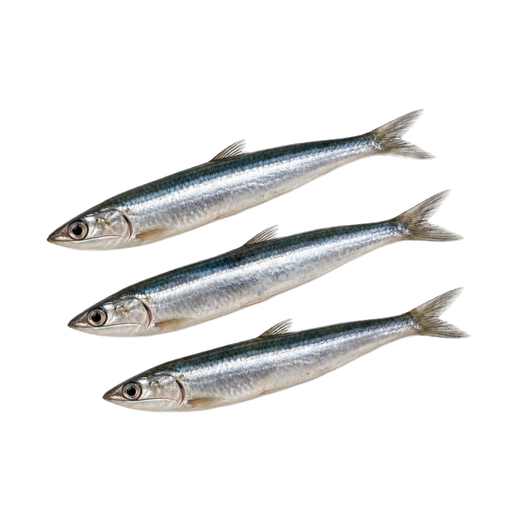 Illustration of Fish, anchovy, european, raw