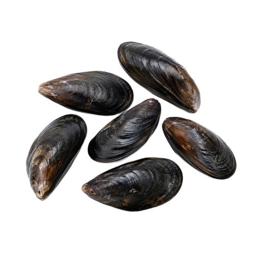 Illustration of Mollusks, mussel, blue, raw