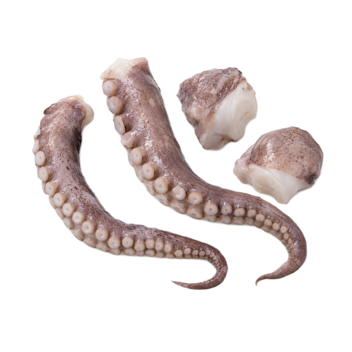 Illustration of Mollusks, octopus, common, raw