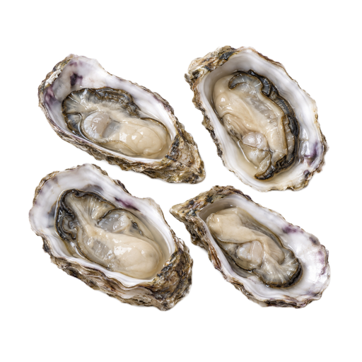 Illustration of Mollusks, oyster, Pacific, raw