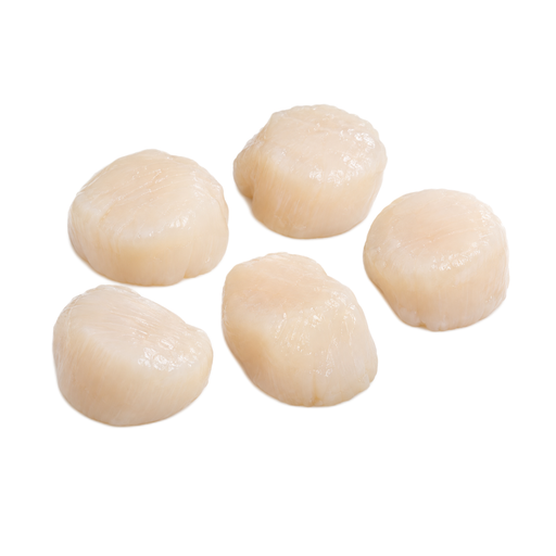 Illustration of Mollusks, scallop, mixed species, raw