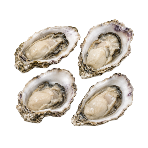 Illustration of Mollusks, oyster, Pacific, cooked, moist heat