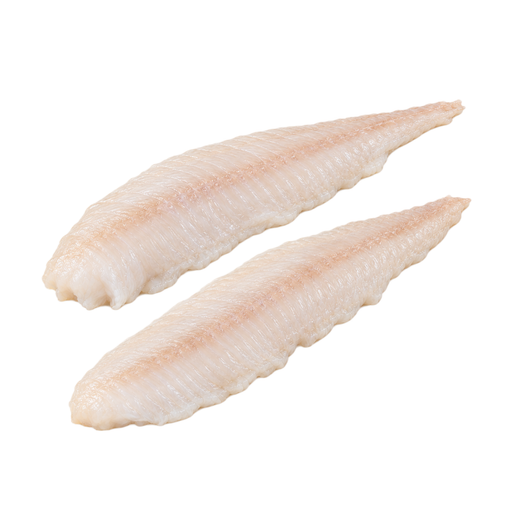 Illustration of Fish, scup, raw
