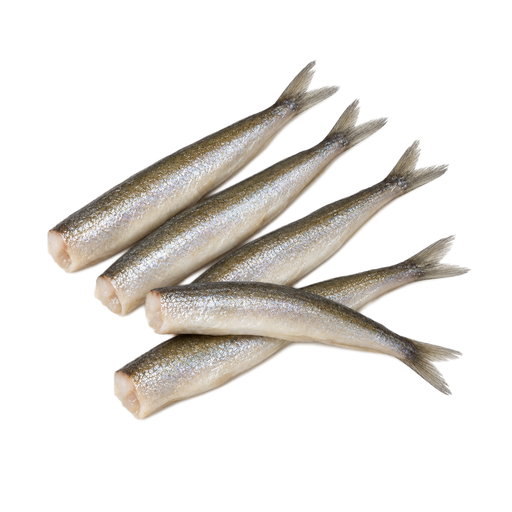 Illustration of Fish, smelt, rainbow, raw