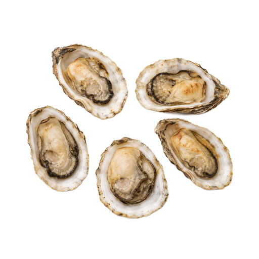 Illustration of Mollusks, oyster, eastern, farmed, cooked, dry heat