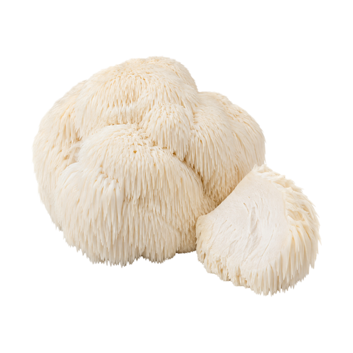 Illustration of Mushroom, lion's mane