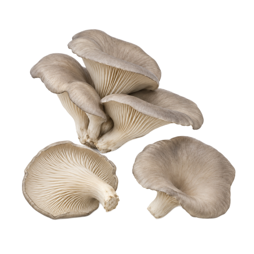 Illustration of Mushroom, oyster