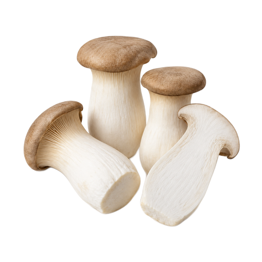 Illustration of Mushroom, king oyster