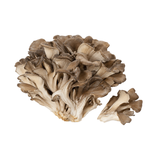 Illustration of Mushroom, maitake