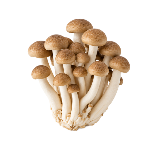 Illustration of Mushroom, beech