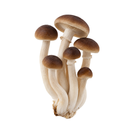 Illustration of Mushroom, pioppini