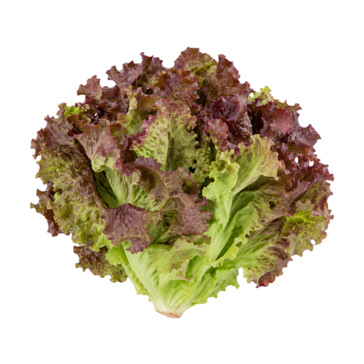 Illustration of Lettuce, leaf, red, raw