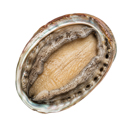 Ilustração de Abalone