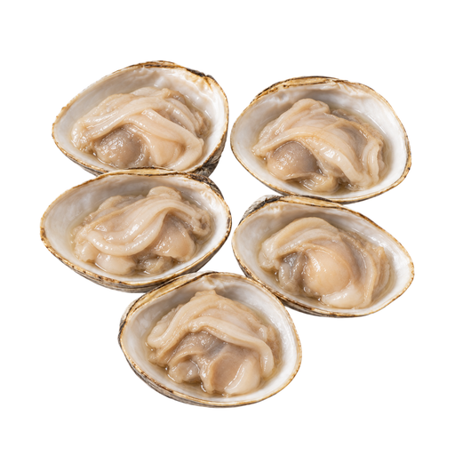 Illustration of Clams, raw