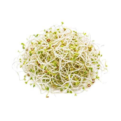 Illustration of Alfalfa sprouts, raw