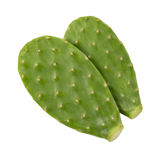 Illustration of Cactus, raw